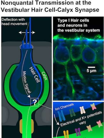 New study uncovers how a unique, fast synapse keeps us from falling