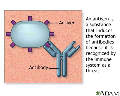 Antigens: MedlinePlus Medical Encyclopedia Image