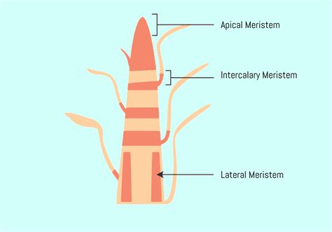 Meristematic Tissue In Plants Diagram