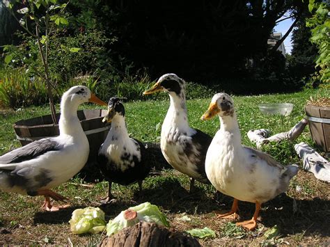 List of duck breeds - Wikipedia