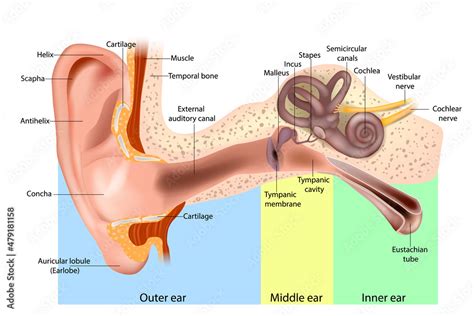 Human Ear Anatomy. Ear structure diagram. The human ear consists of the ...