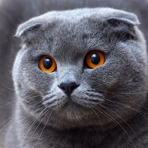 Scottish Fold Cat Health Problems