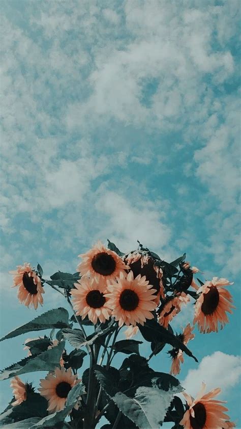 Top 86+ flowers aesthetic wallpaper - noithatsi.vn