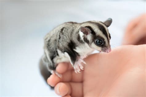 Sugar Glider Care Guide | Long Island Exotic Pet Vet