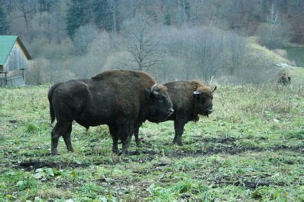 Zimbru - Wikipedia | European bison, Animals wild, Animals