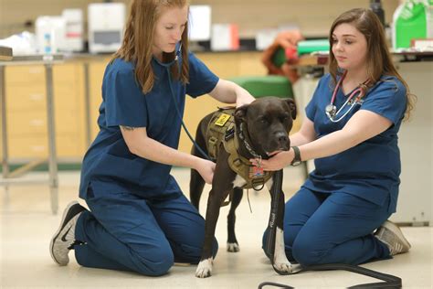 √ Online Vet Tech Programs That Accept Fafsa - Va Guard