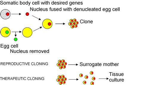 Somatic cell ‪#‎nuclear‬ transfer can create clones for both ...