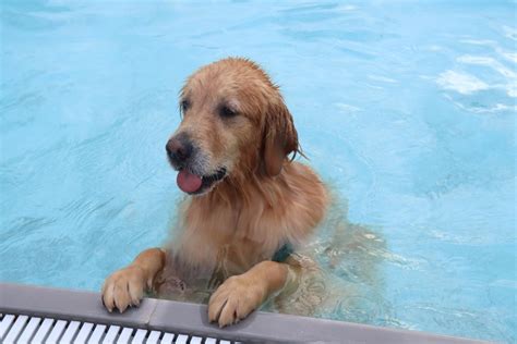 Puppies in water!! //photo by me #pets #puppy #dog #photography ...