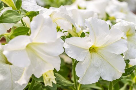 Premium Photo | White petunia flower