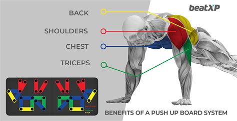 Reverse Push-Up Guide: How To, Benefits, Muscles Worked, Variations ...