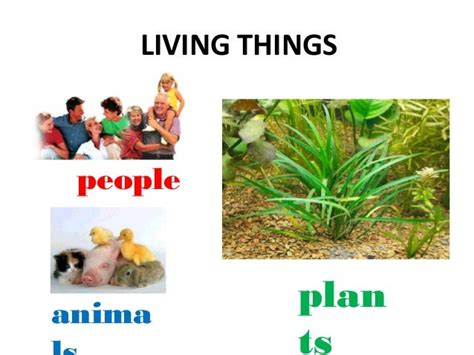 Plants are living things