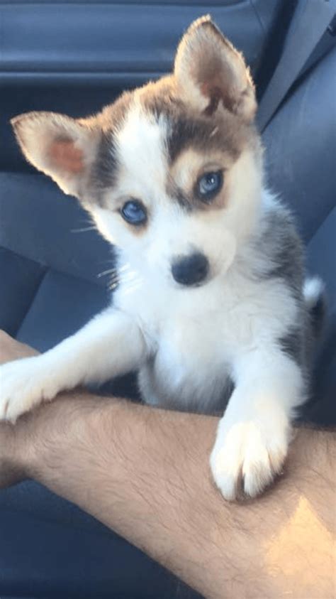 Miniature Siberian Husky Puppies For Sale | Dickson City, PA | Husky ...