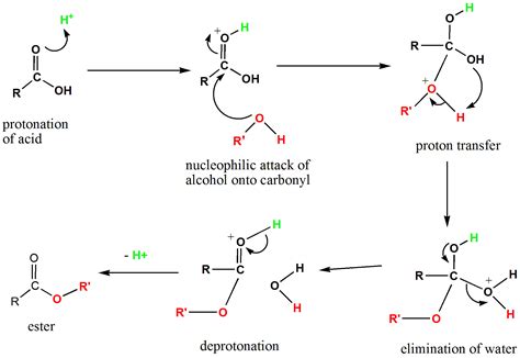 💌 Fischer esterification mechanism. Fischer Esterification: Definition ...