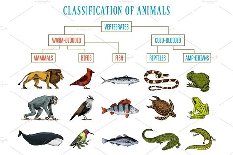 Classification of Animals. Reptiles amphibians mammals birds. Crocodile ...