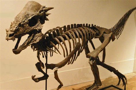 Pachycephalosaurus. | Prehistoric animals, Animal skeletons ...