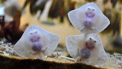 Dancing Baby Skates! | IFLScience