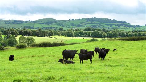 Aberdeen Angus beef set to retain a premium in the market - Agriland.ie