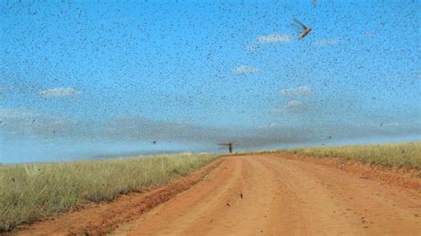 Locusts and Swarming: Mathematical Model Explains Behavior [VIDEO ...