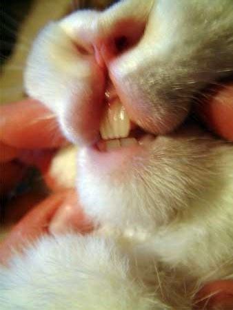 RABBIT DENTAL PROBLEMS - A GROWING ISSUE! | Abbey Vets Blog