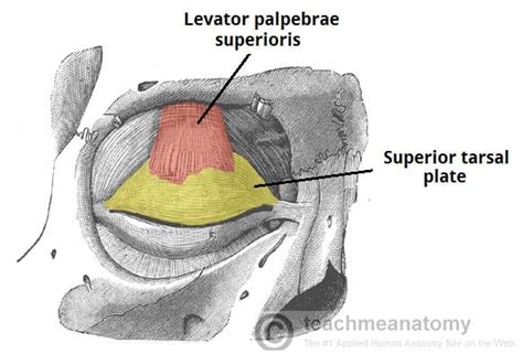 The Extraocular Muscles - The Eyelid - Eye Movement - TeachMeAnatomy