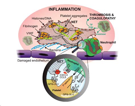 Neutrophil extracellular trap (NET) at site of injury/inflammation ...