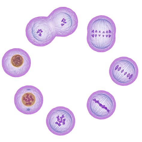 Identify The Phases Of Mitosis