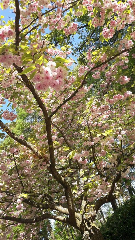 Blossom | Pink nature, Pink blossom tree, Pink and green wallpaper