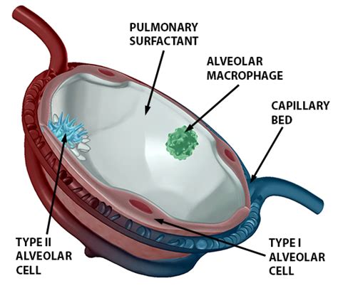 Anatomy and Physiology: Gas Exchange