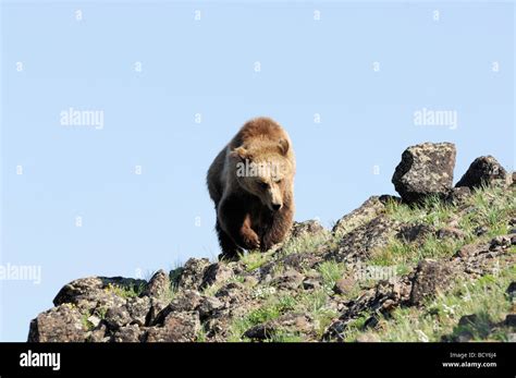 Stock photo of a grizzly bear walking along a hillside, Yellowstone ...