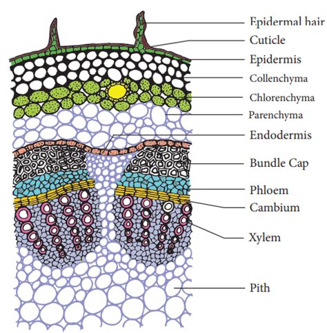 Dicot Stem Anatomy, 41% OFF | futuros.abrelatam.org