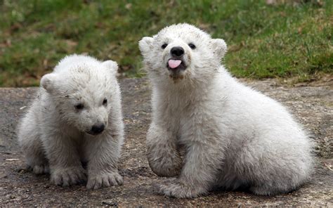 Polar Bear Cubs Playing