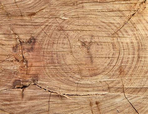 Photo of the wood rings of a cut log