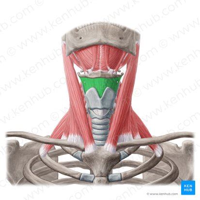 Thyrohyoid: Origin, insertion, innervation and action | Kenhub