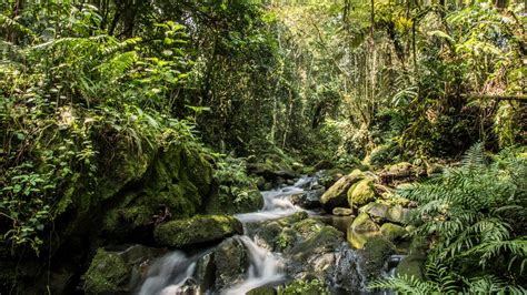 Birdwatching in Bwindi National Park | Hiking trails | andBeyond