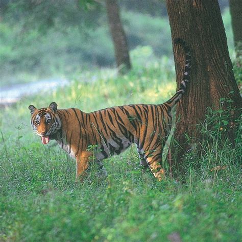 Securing Tiger and Elephant Habitat in India - GlobalGiving