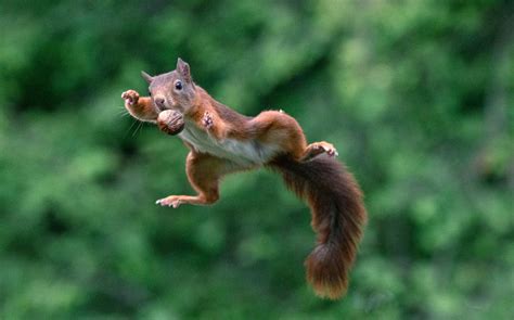 Photos of Squirrels Jumping with Nuts | PetaPixel