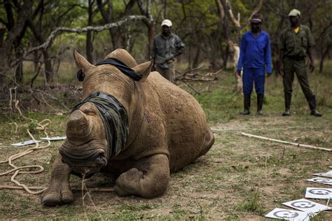 Protecting the horn - Against rhino poaching in South Africa | Flickr