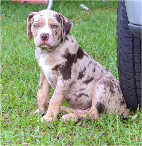 Catahoula Bulldog - Breeders, Puppies, Pictures, Facts, lifespan ...