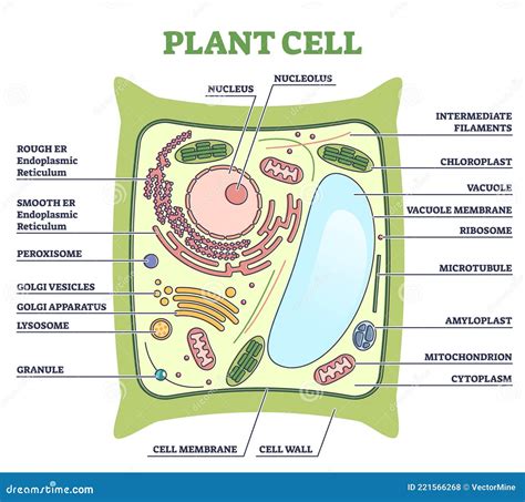 Plant Cell Structure with Inner Parts Labeled Description Outline ...