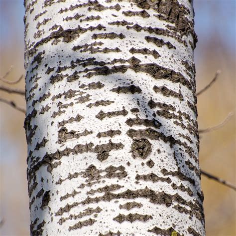 White poplar bark | The bark of a white poplar (Populus alba… | Flickr