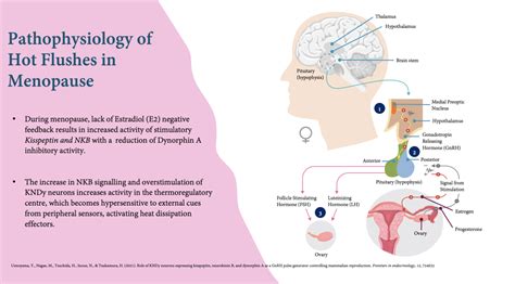 Fezolinetant: FDA-Approved for Menopause Symptoms