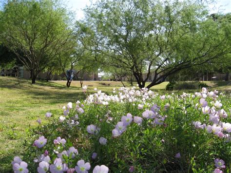 Spring on campus | Community college, Campus, Desert land