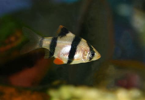 Barb Fish - Care Requirements - Profile - Pet Fish Place