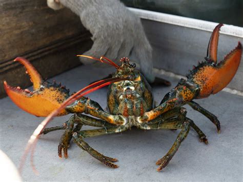 Do-not-eat listing draws lawsuit from Maine lobster industry : NPR