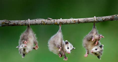 Opossum | The Biggest Animals Kingdom