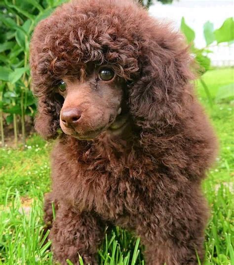 Poodle Colors: 31+ Poodle Coat Colors Explained (With Pictures)