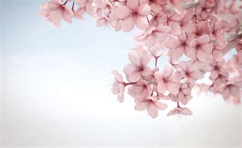 Sakura Wallpaper | Flower wallpaper, Sakura flower, Flower backgrounds