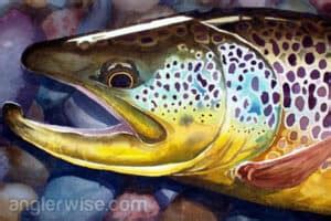 The Best Fishing Lures to Catch Large Brown Trout