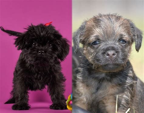 Affen Terrier (Affenpinscher & Border Terrier Mix): Info, Pics, Care ...