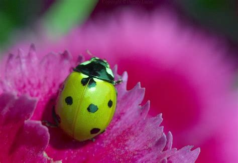 Green Ladybugs | green ladybird ladybug just after the pupal stage he ...